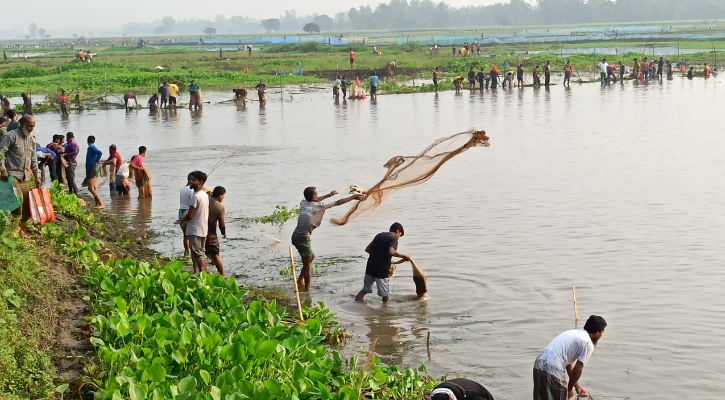 বুড়ির বাঁধে মাছ ধরার উৎসব